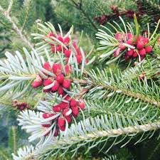 Attēlu rezultāti vaicājumam “Abies koreana”