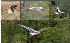 Attēlu rezultāti vaicājumam “Ciconia ciconia adult”