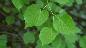 Attēlu rezultāti vaicājumam “Tilia platyphyllos Laciniata leaf”