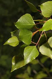 Attēlu rezultāti vaicājumam “Populus nigra Italica”