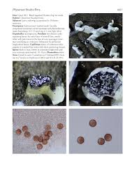 Attēlu rezultāti vaicājumam “Physarum bivalve”