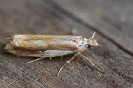 Attēlu rezultāti vaicājumam “Ypsolophidae”