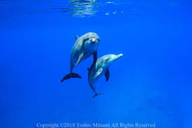 「うみのイルカ」の画像検索結果