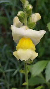 Image result for Antirrhinum majus