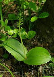 Attēlu rezultāti vaicājumam “Listera ovata flower”