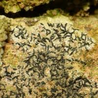 Attēlu rezultāti vaicājumam “Opegrapha atra”