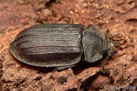 Attēlu rezultāti vaicājumam “Peltis grossa”