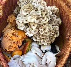 Attēlu rezultāti vaicājumam “Polyporus umbellatus”