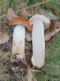 Attēlu rezultāti vaicājumam “Cribraria aurantiaca stalked”