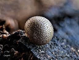 Attēlu rezultāti vaicājumam “Lycogala ustulatum”