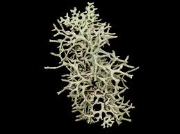 Attēlu rezultāti vaicājumam “Biatoropsis usnearum”