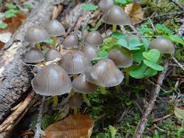 Attēlu rezultāti vaicājumam “Mycena epipterygia”
