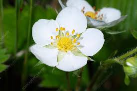 Attēlu rezultāti vaicājumam “Fragaria viridis flower”