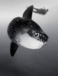 Image result for Mola mola