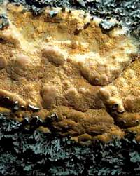 Attēlu rezultāti vaicājumam “Hapalopilus aurantiacus”