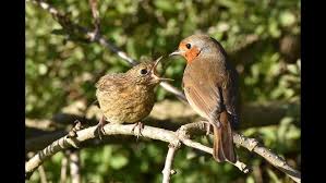 Attēlu rezultāti vaicājumam “Erithacus rubecula eggs”