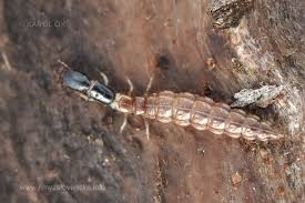 Attēlu rezultāti vaicājumam “Raphidioptera larva”