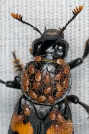 Attēlu rezultāti vaicājumam “Poecilochirus sp.”
