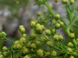 Image result for Artemisia annua