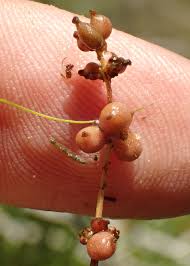 Attēlu rezultāti vaicājumam “Stuckenia filiformis bud”