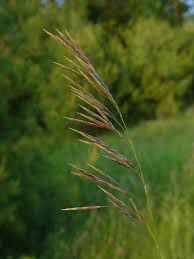 Attēlu rezultāti vaicājumam “Bromopsis inermis fruit”