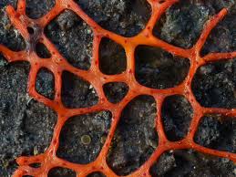 Attēlu rezultāti vaicājumam “Willkommlangea reticulata macro”