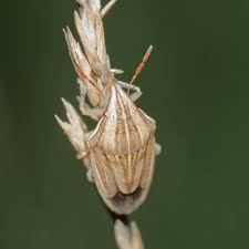 Attēlu rezultāti vaicājumam “Aelia acuminata”