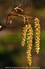 Attēlu rezultāti vaicājumam “Alnus glutinosa flower”