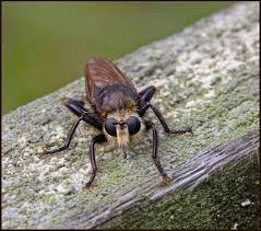 Attēlu rezultāti vaicājumam “Laphria gibbosa”