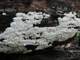 Attēlu rezultāti vaicājumam “Postia sericeomollis”