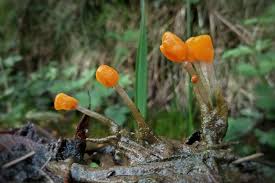 Attēlu rezultāti vaicājumam “Mitrula paludosa”