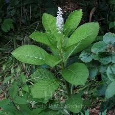 Attēlu rezultāti vaicājumam “Phytolacca acinosa”