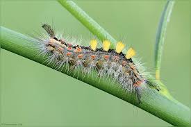 Attēlu rezultāti vaicājumam “Orgyia antiqua”