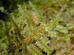 Attēlu rezultāti vaicājumam “Neckera pennata sporophyte”