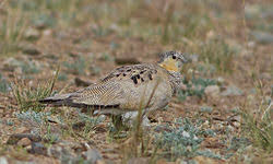 Image result for Syrrhaptes paradoxus