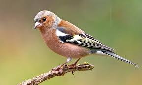 Attēlu rezultāti vaicājumam “Fringilla coelebs female”