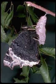 Attēlu rezultāti vaicājumam “Nymphalis antiopa underside”