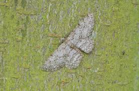 Attēlu rezultāti vaicājumam “Hypomecis punctinalis”