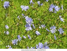 Attēlu rezultāti vaicājumam “Cichorium intybus flower”