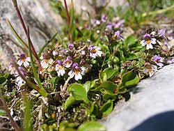 Attēlu rezultāti vaicājumam “Euphrasia”