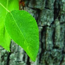 Attēlu rezultāti vaicājumam “Pyrus communis”