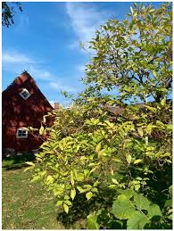 Attēlu rezultāti vaicājumam “Sambucus nigra leaf”