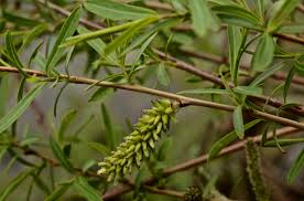 Attēlu rezultāti vaicājumam “Salix purpurea leaf”