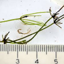 Attēlu rezultāti vaicājumam “Nitella sp.”