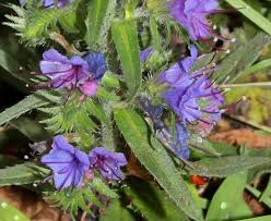 Attēlu rezultāti vaicājumam “Echium vulgare leaf”