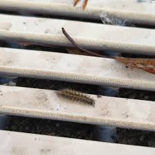 Attēlu rezultāti vaicājumam “Diacrisia sannio larva”