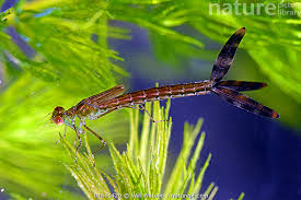 Attēlu rezultāti vaicājumam “Lestes sponsa”