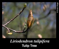 Attēlu rezultāti vaicājumam “Liriodendron tulipifera fruit”