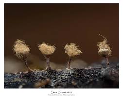 Attēlu rezultāti vaicājumam “Hemitrichia chrysospora sessile”