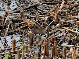 Image result for Porzana parva